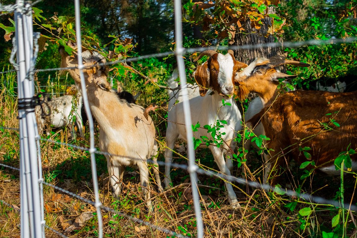 medium_goats.jpg